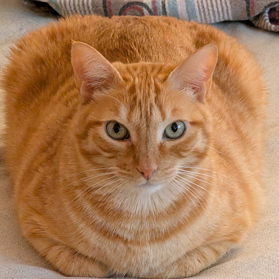 Piri-Piri the Chief Executive Feline Signer